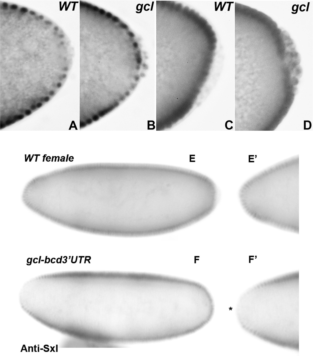 Antagonism Between Germ Cell Less And Torso Receptor Regulates