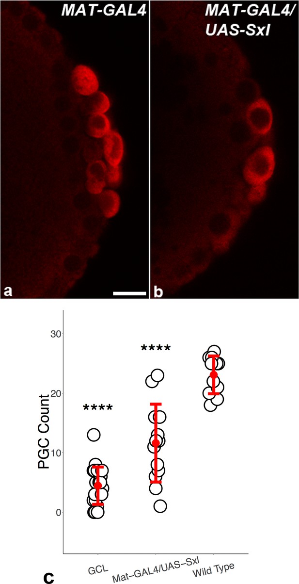 Figures And Data In Antagonism Between Germ Cell Less And Torso