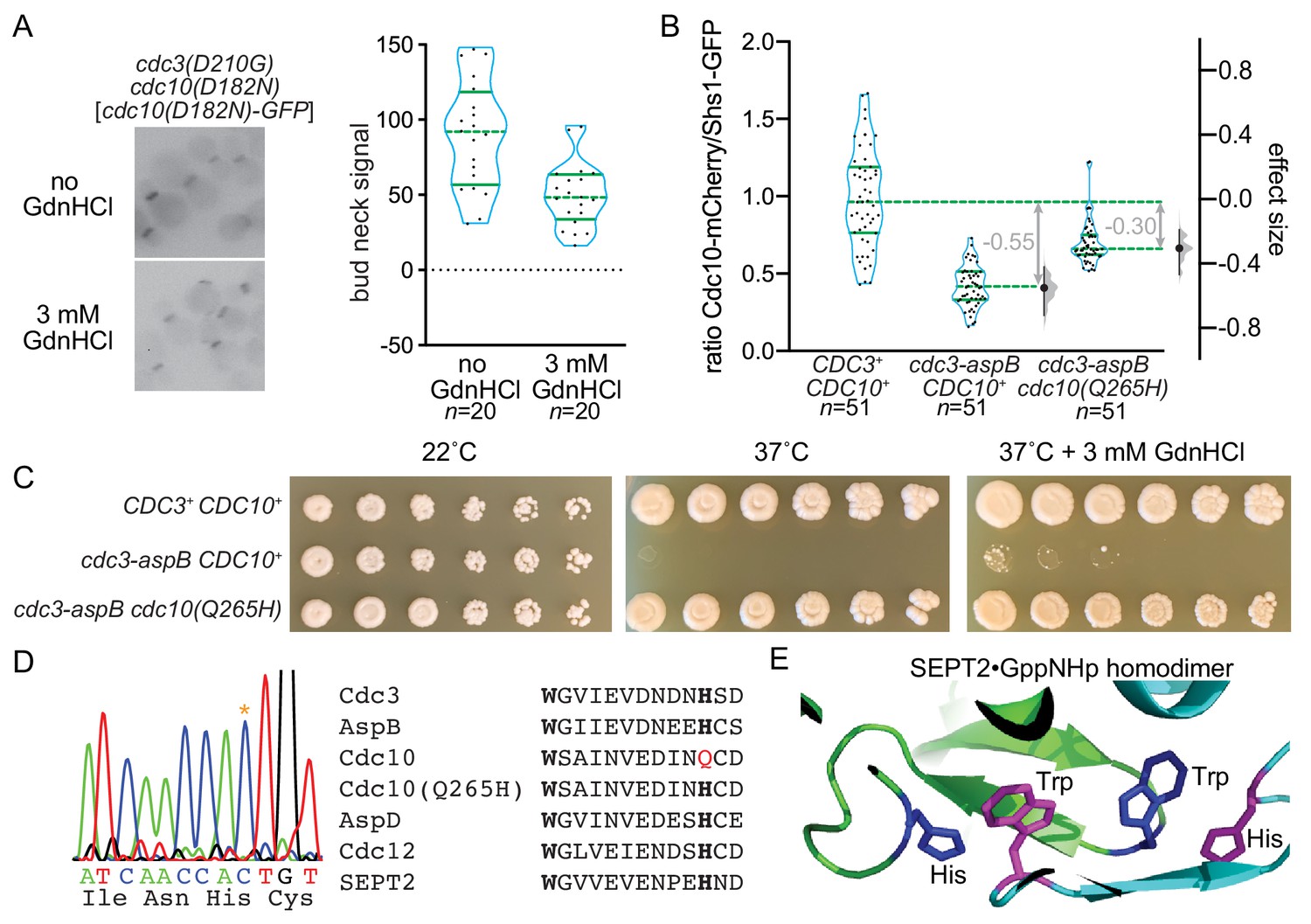 Guanidine hydrochloride reactivates an ancient septin hetero-oligomer ...