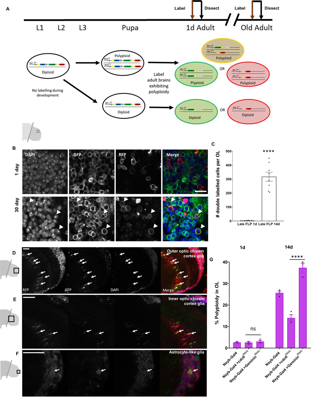 Polyploidy in the adult Drosophila brain | eLife