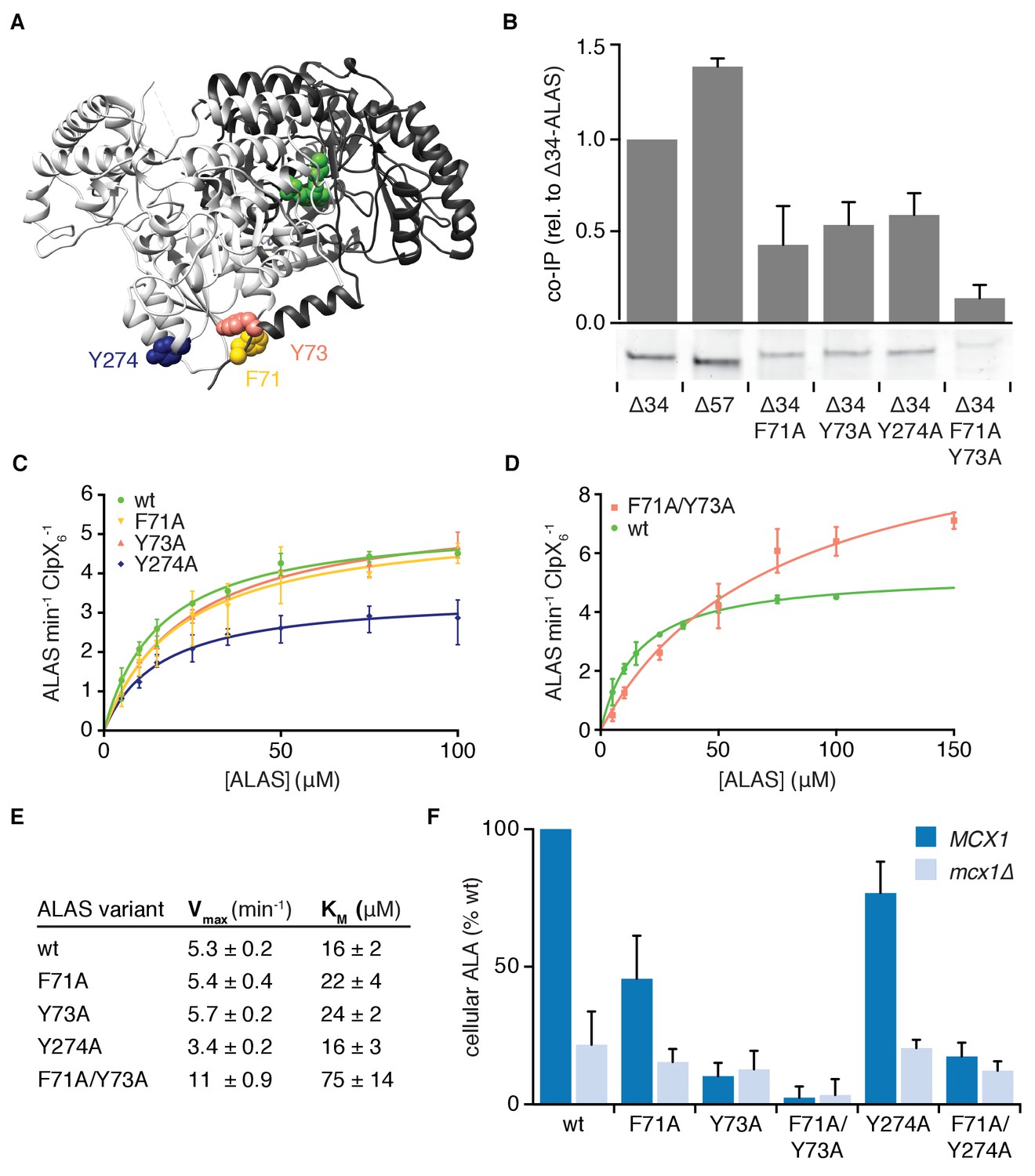 Figures And Data In Mitochondrial ClpX Activates An Essential ...