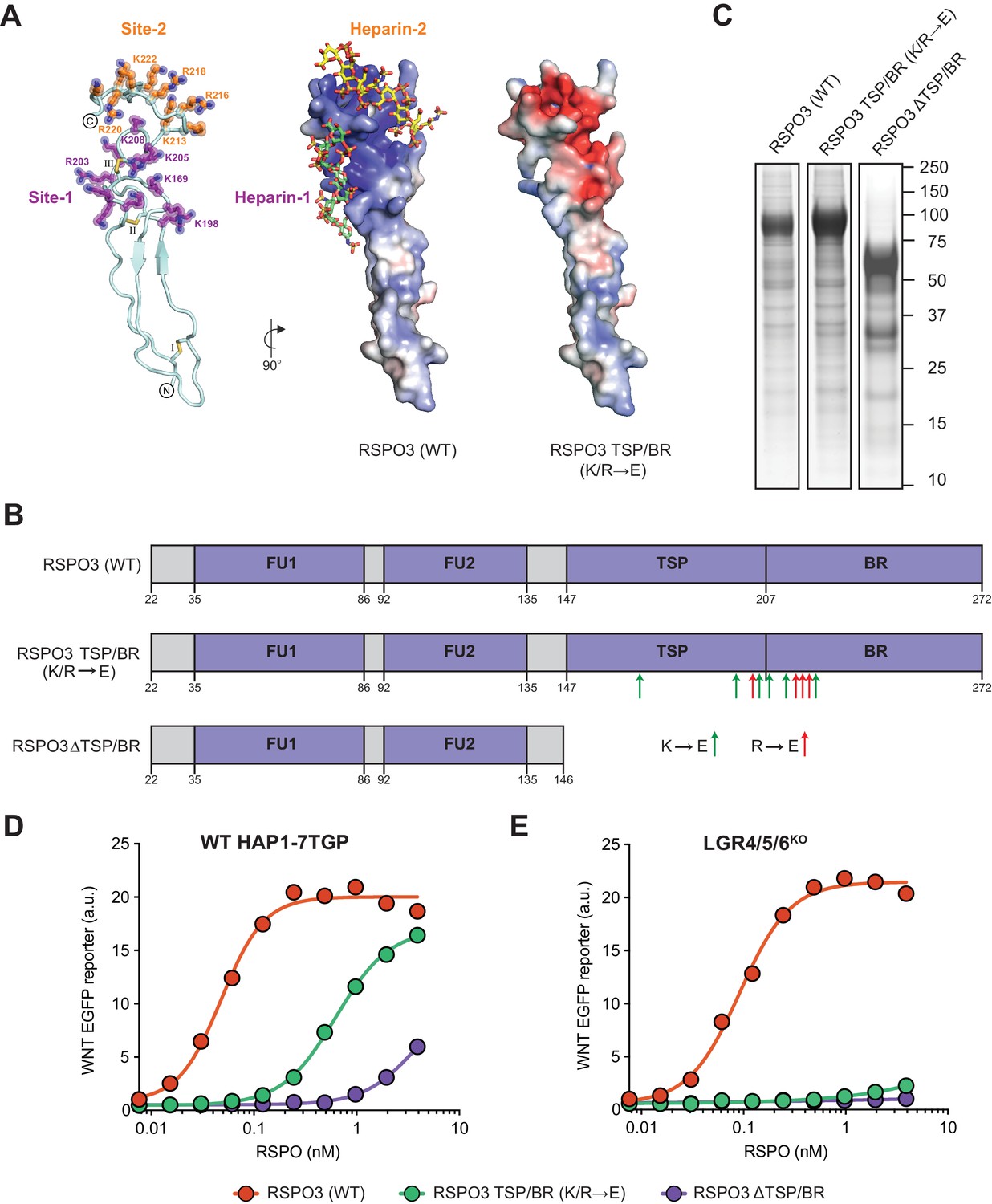 R-spondins engage heparan sulfate proteoglycans to potentiate WNT signaling  | eLife