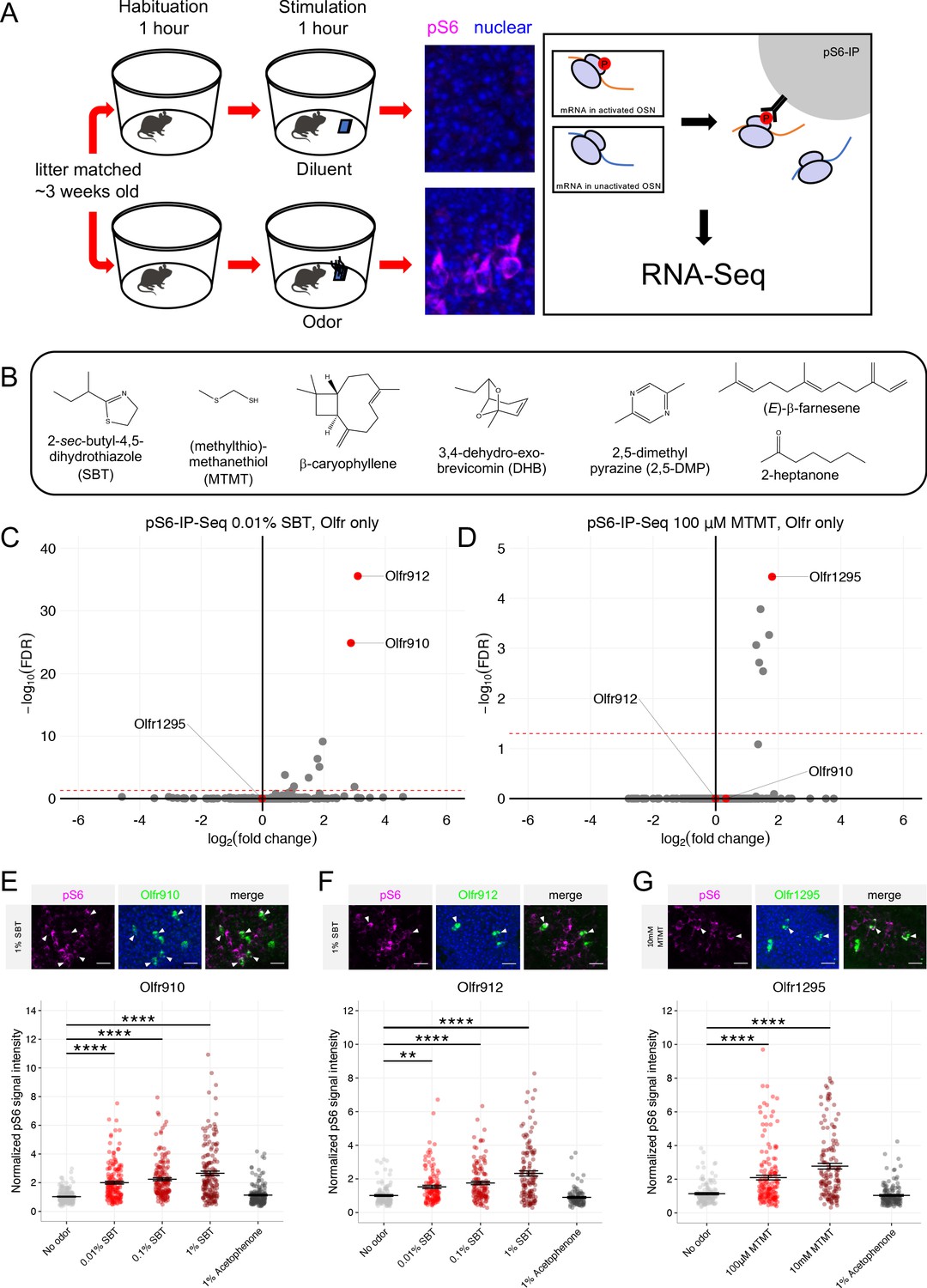 Semiochemical Responsive Olfactory Sensory Neurons Are Sexually Dimorphic And Plastic Elife