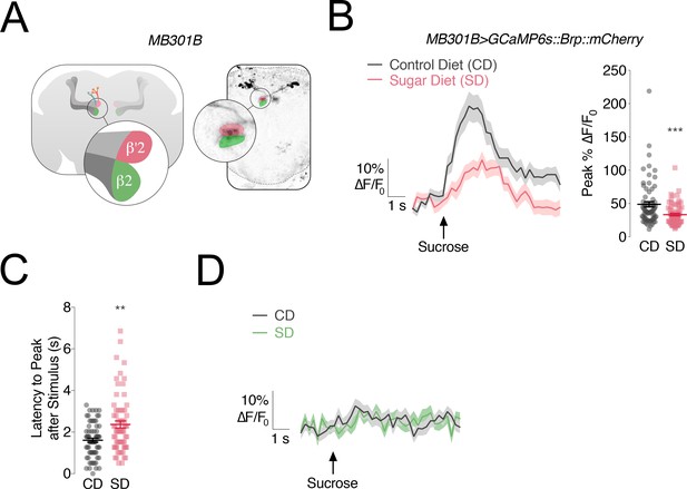 Dietary sugar inhibits satiation by decreasing the central processing ...