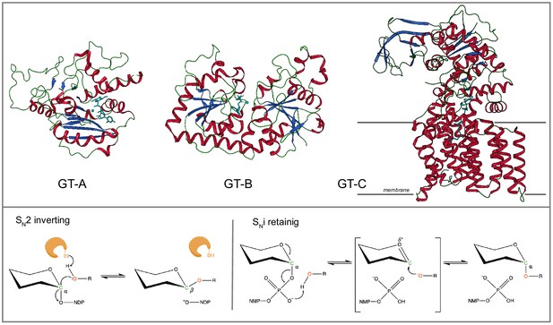 Deep Evolutionary Analysis Reveals The Design Principles Of Fold A ...