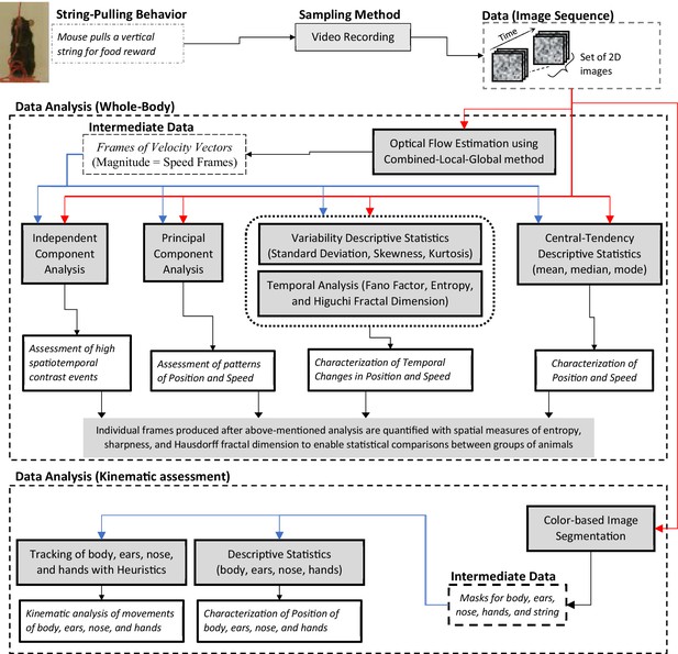 A Matlab-based toolbox for characterizing behavior of rodents engaged ...