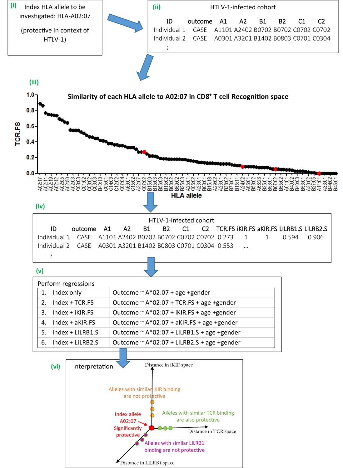 Identifying the immune interactions underlying HLA class I disease ...