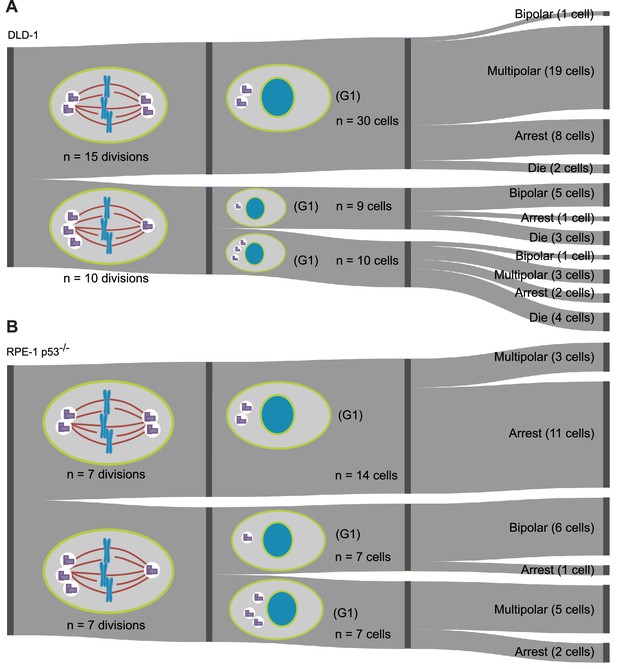 Figures and data in Asymmetric clustering of centrosomes defines the ...