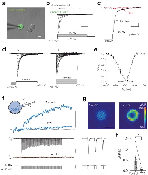 Ca2+ entry through NaV channels generates submillisecond axonal Ca2 ...