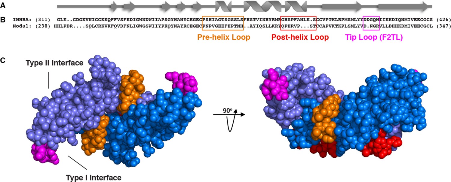 Figures And Data In Activin A Forms A Non Signaling Complex With ACVR1