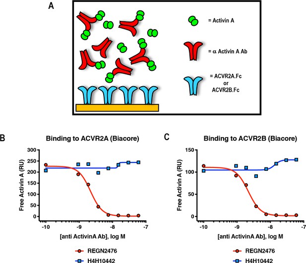 Figures And Data In Activin A Forms A Non-signaling Complex With ACVR1 ...