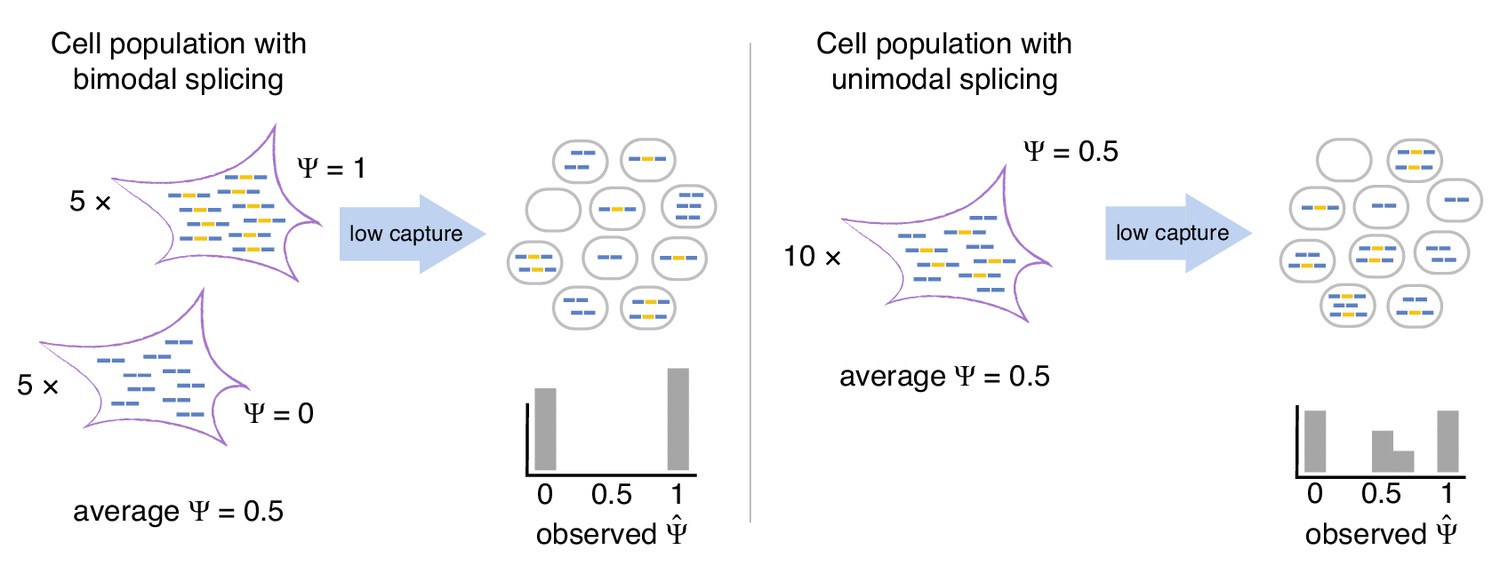 Coverage-dependent bias creates the appearance of binary