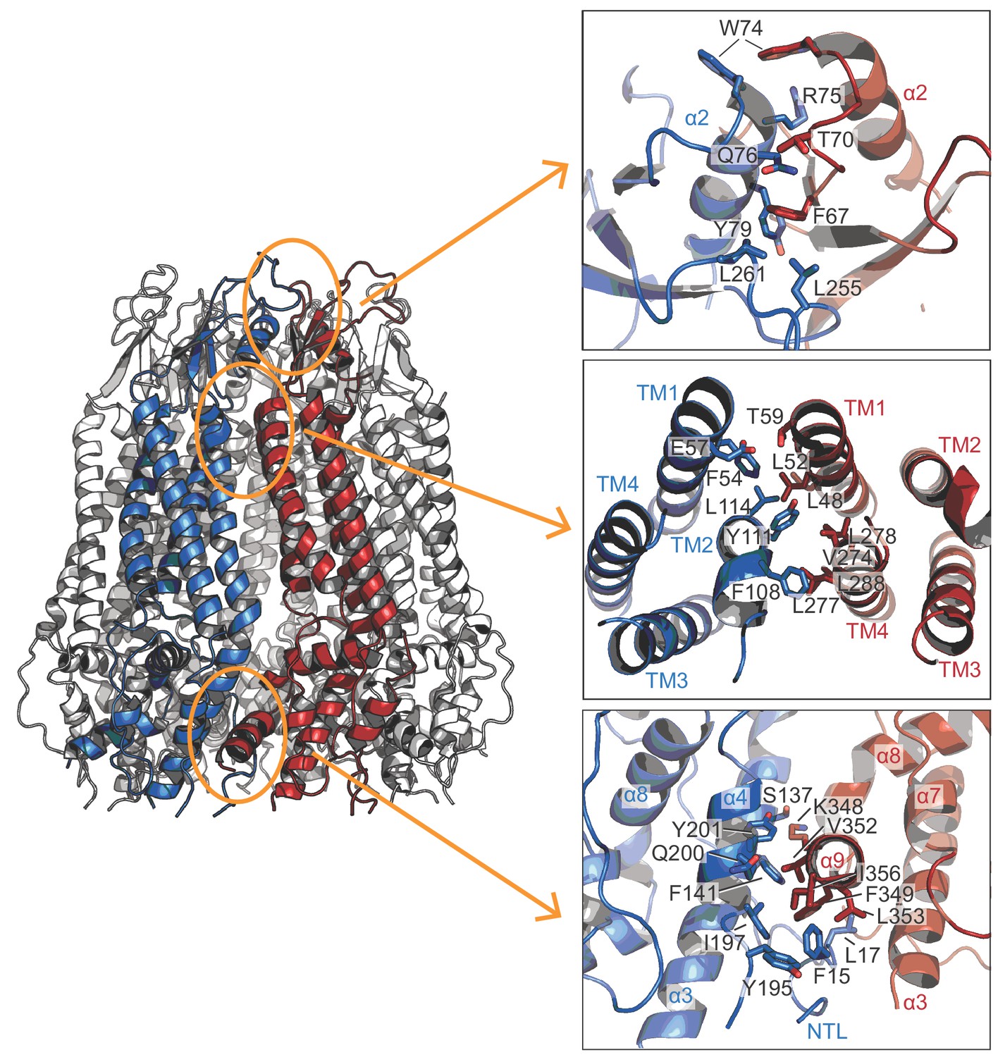 The Cryo-EM structure of pannexin 1 reveals unique motifs