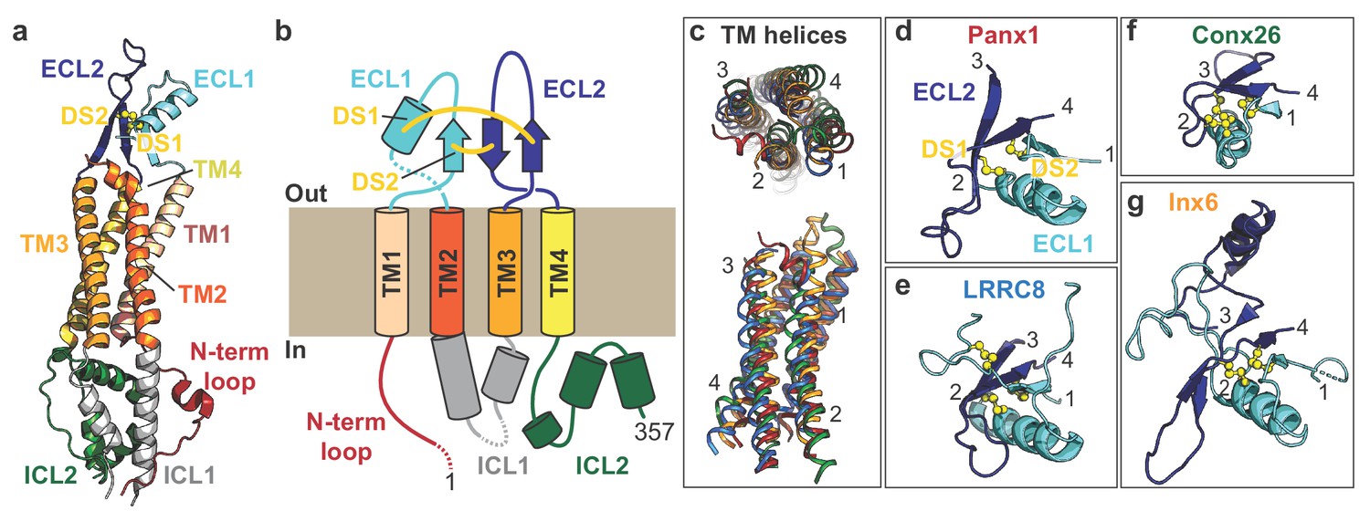 タンパク質結晶の新展開 = New Trends in Protein Cry… The Cryo-EM structure of pannexin 1 reveals unique motifs
