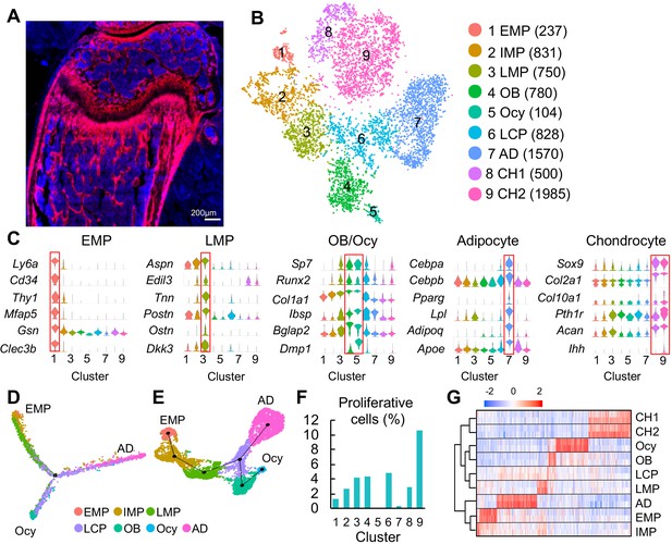 Single Cell Transcriptomics Identifies A Unique Adipose Lineage Cell Population That Regulates