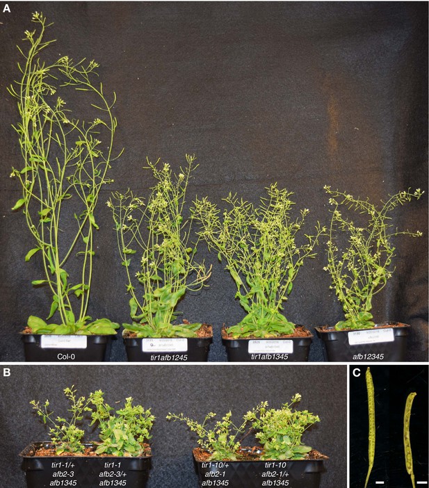 Figures And Data In Genetic Analysis Of The Arabidopsis TIR1 AFB Auxin