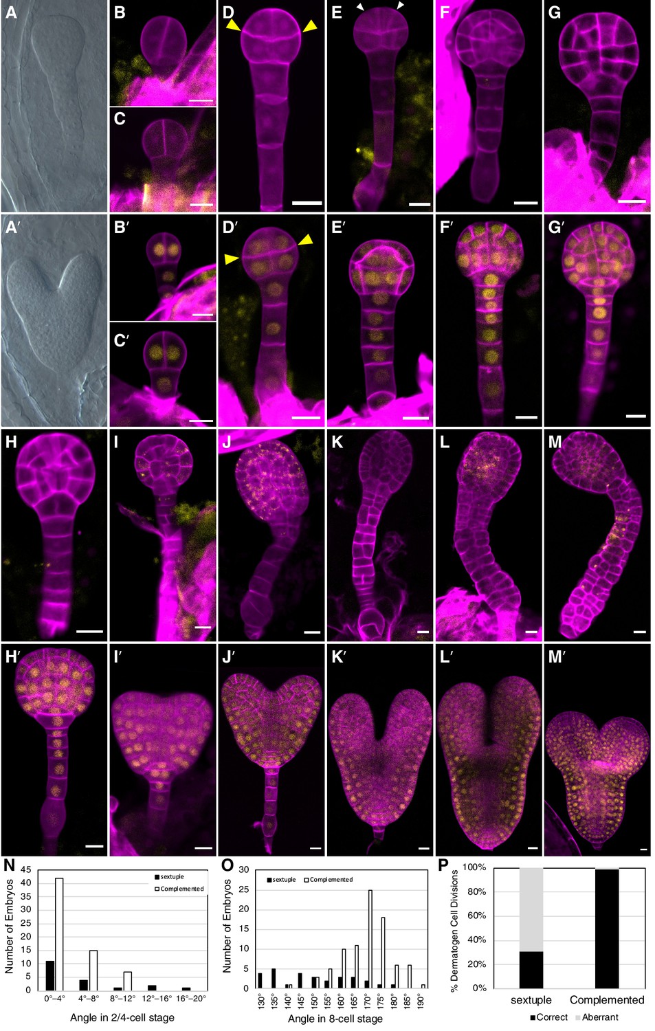 Figures And Data In Genetic Analysis Of The Arabidopsis TIR1 AFB Auxin