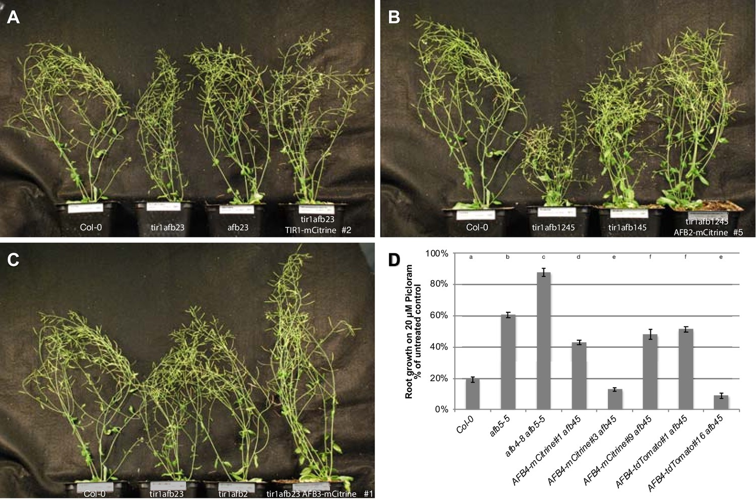 Figures And Data In Genetic Analysis Of The Arabidopsis Tir Afb Auxin