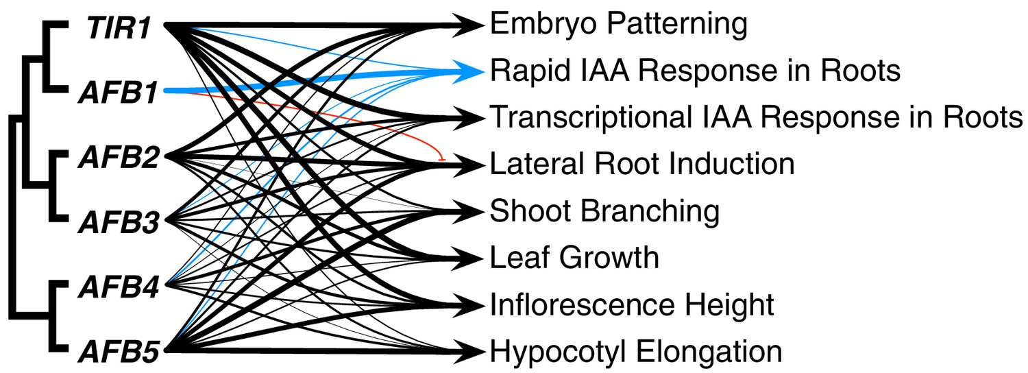 Figures And Data In Genetic Analysis Of The Arabidopsis Tir Afb Auxin