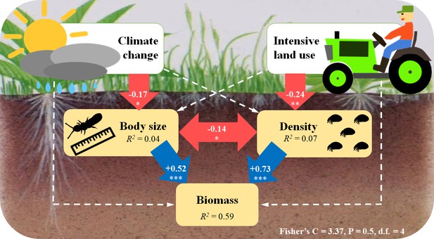 Climate change and intensive land use reduce soil animal biomass via ...