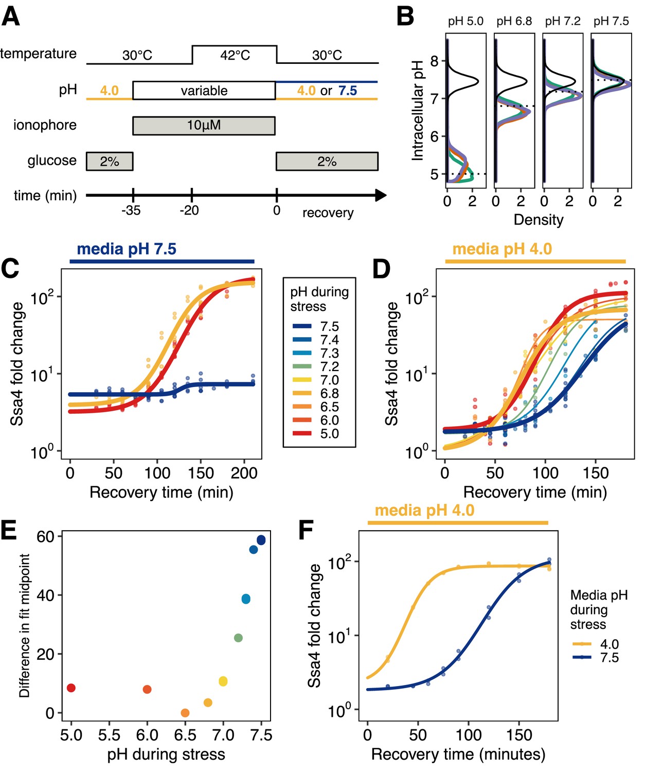 Transient Intracellular Acidification Regulates The Core