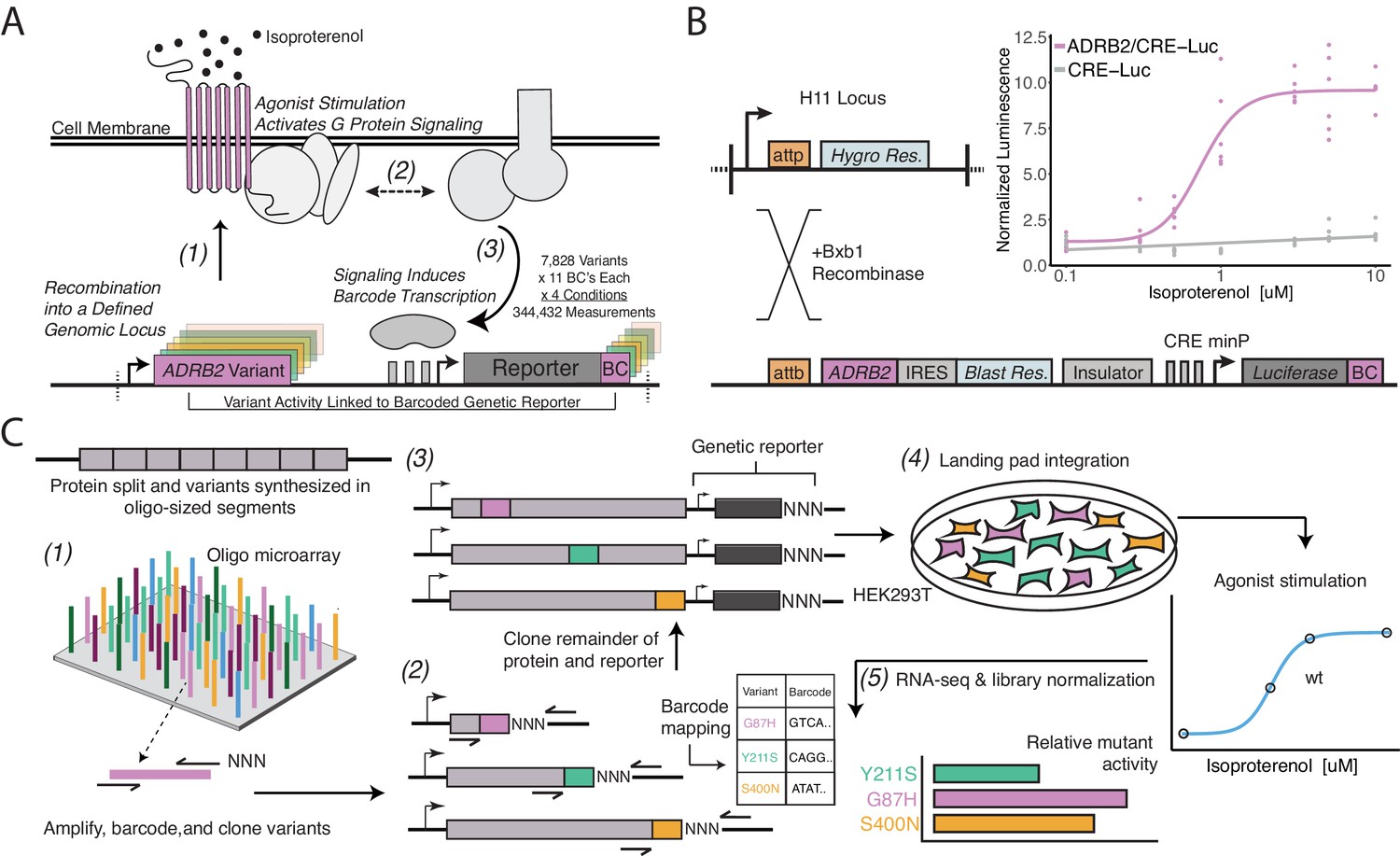 Structural And Functional Characterization Of G Proteincoupled Receptors With Deep Mutational 9516