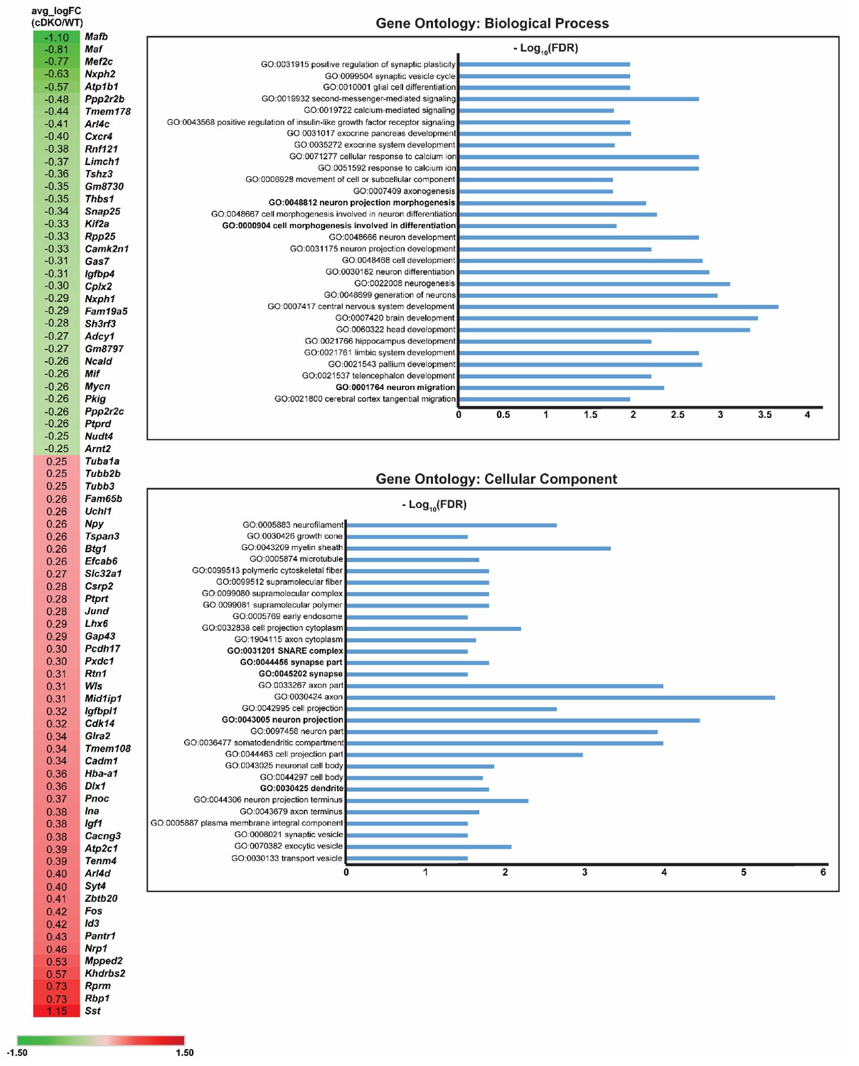 Figures and data in Maf and Mafb control mouse pallial interneuron fate ...