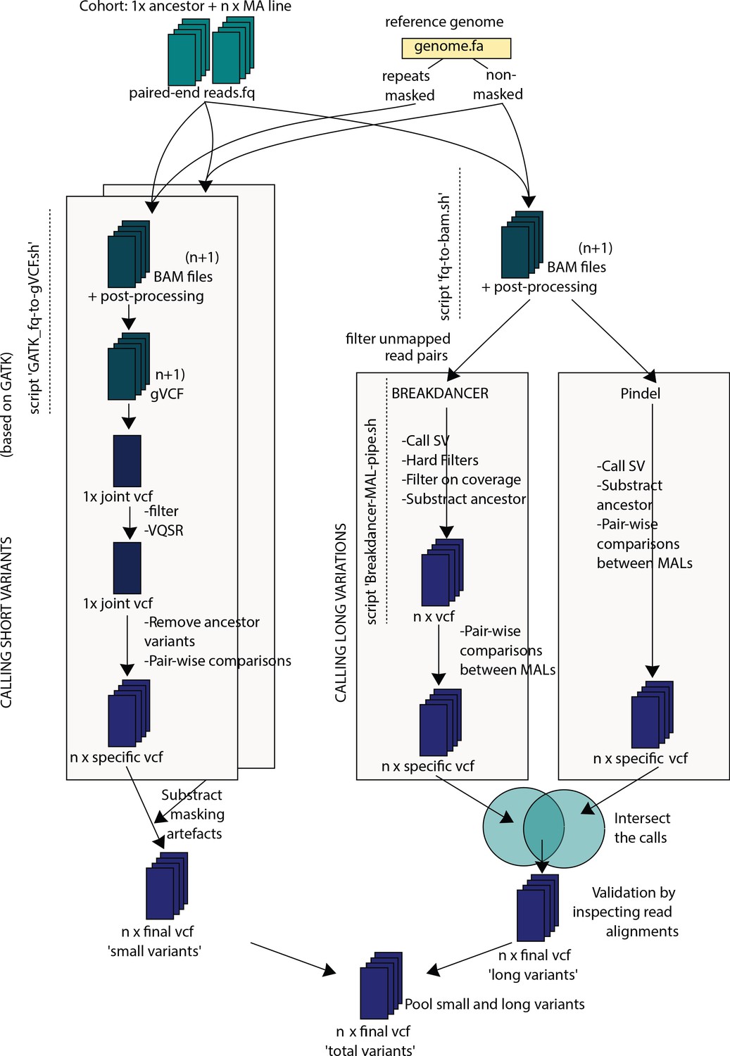 Figures and data in A broad mutational target explains a fast rate of ...