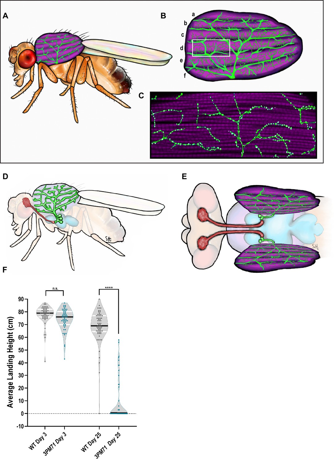 Mayday sustains trans-synaptic BMP signaling required for synaptic ...