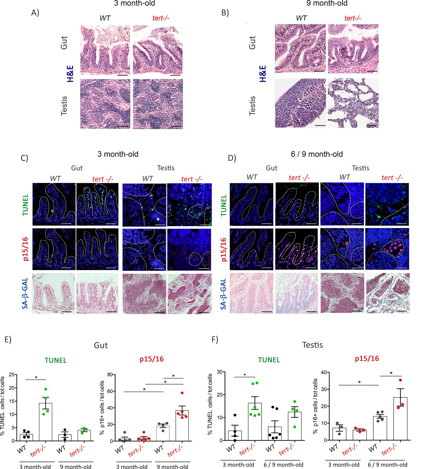 Opposing P53 And Mtor Akt Promote An In Vivo Switch From Apoptosis To Senescence Upon Telomere Shortening In Zebrafish Elife