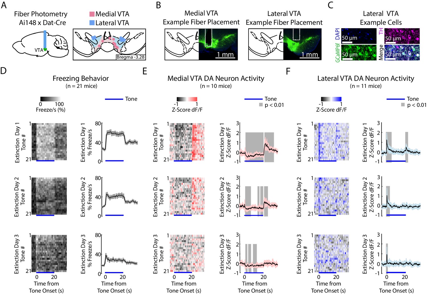 Distinct Signals In Medial And Lateral VTA Dopamine Neurons Modulate ...