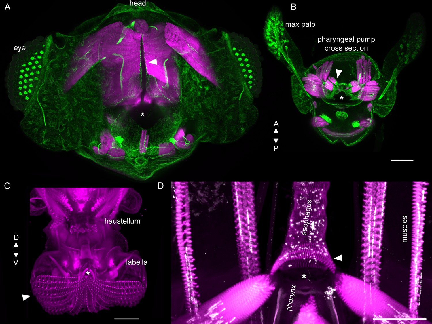 Figures and data in Controlling motor neurons of every muscle for fly ...