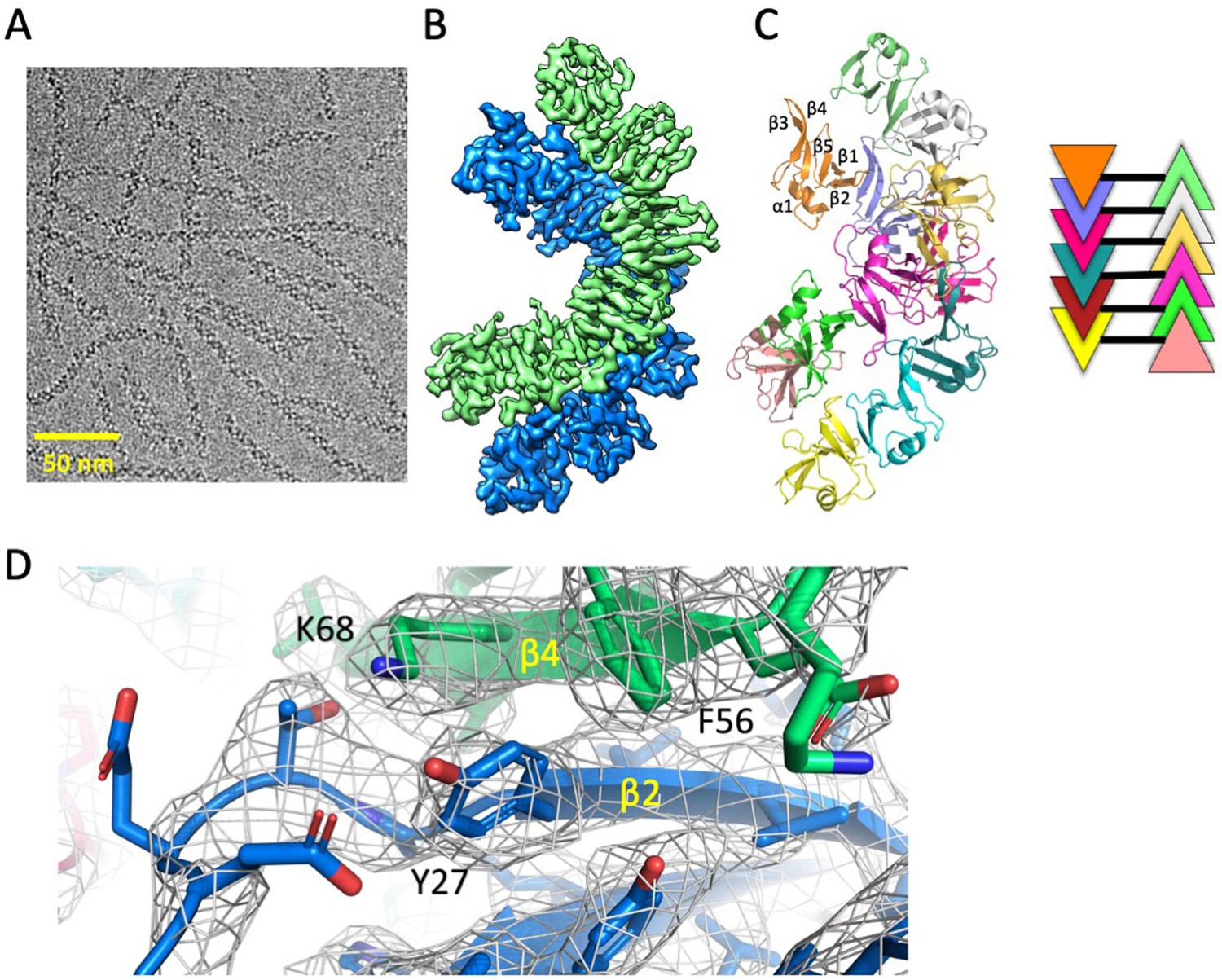 Limited dishevelled/Axin oligomerization determines efficiency of 