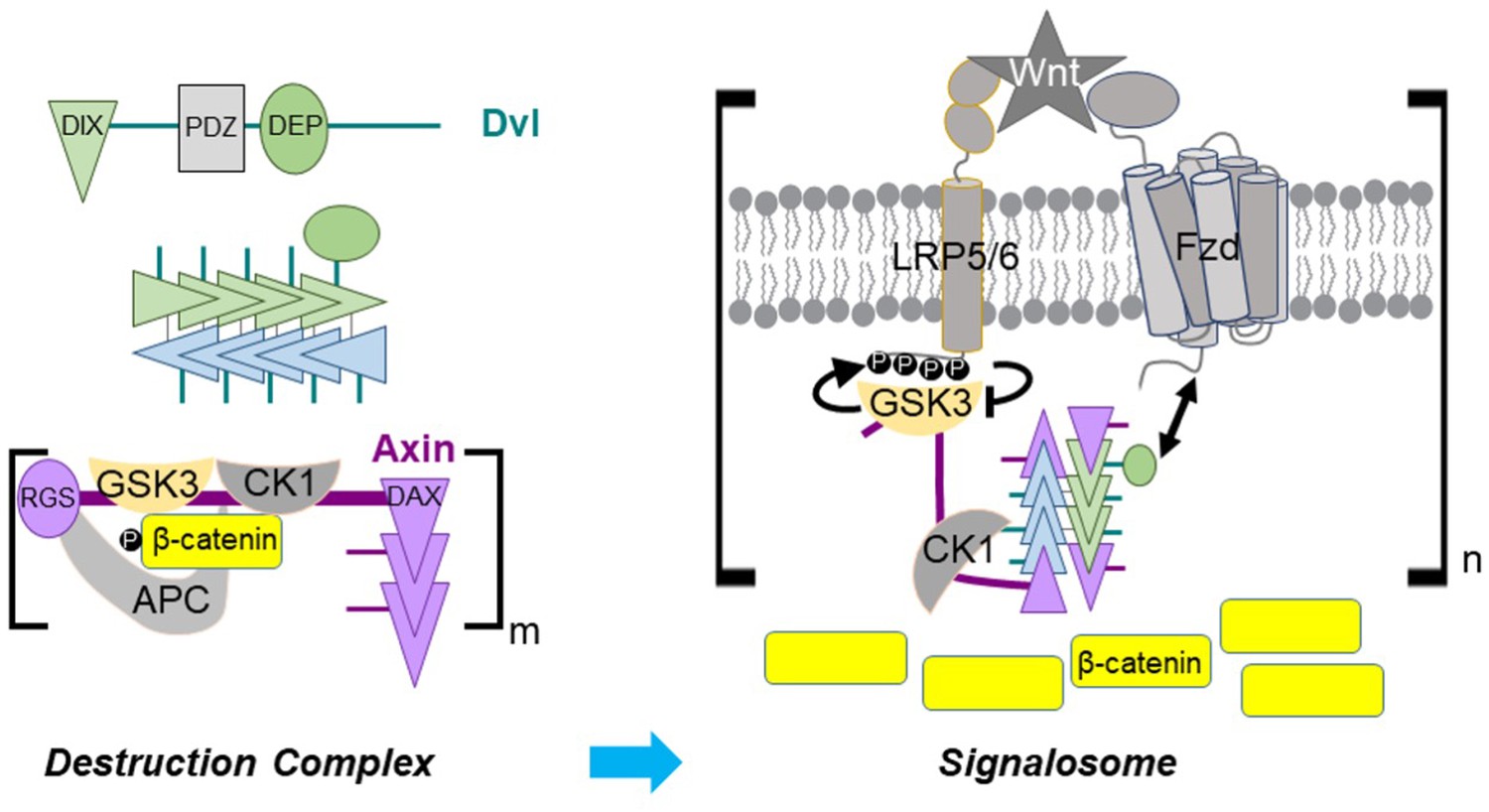 Limited dishevelled/Axin oligomerization determines efficiency of 