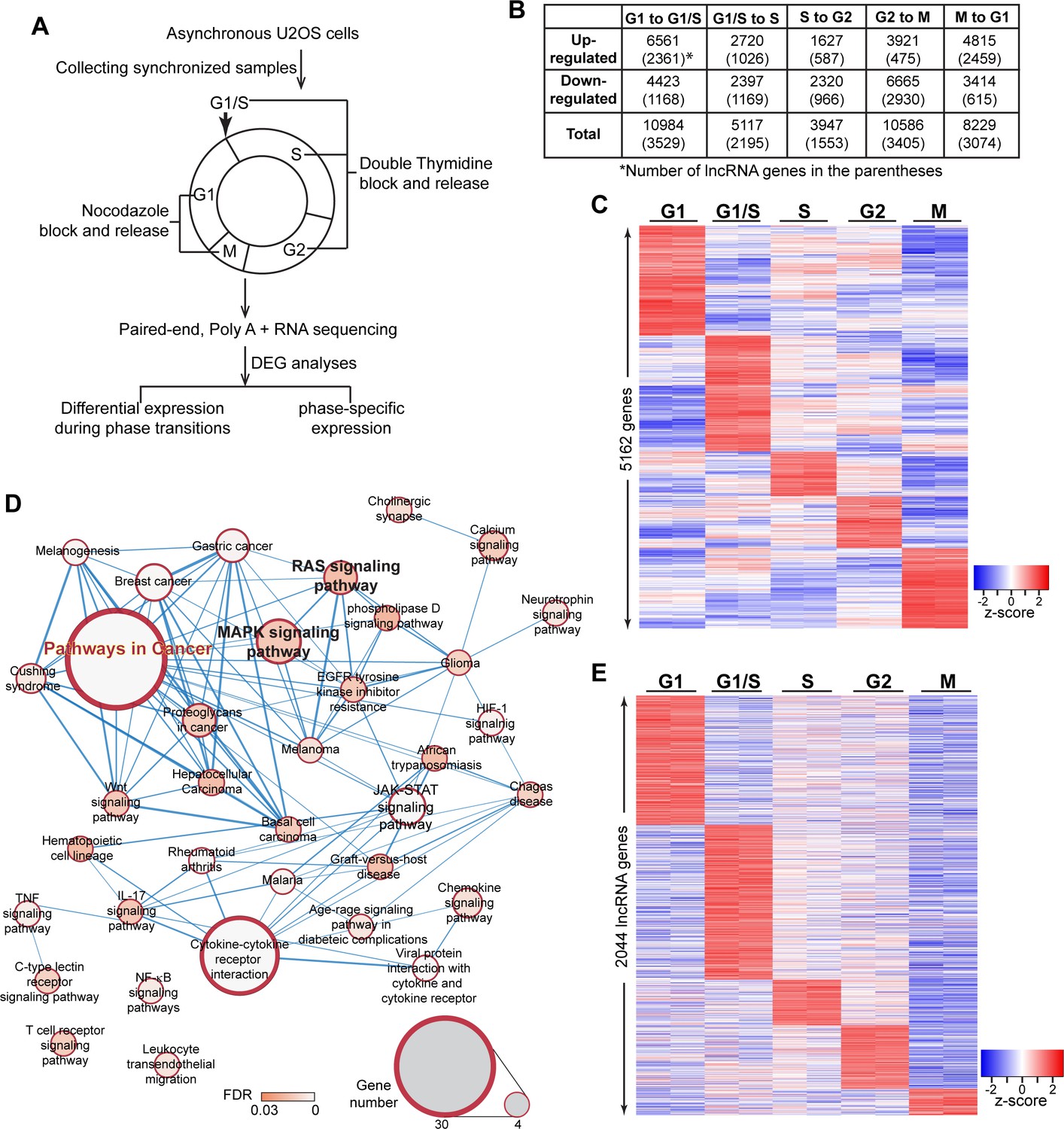 The S phase induced lncRNA SUNO1 promotes cell proliferation by