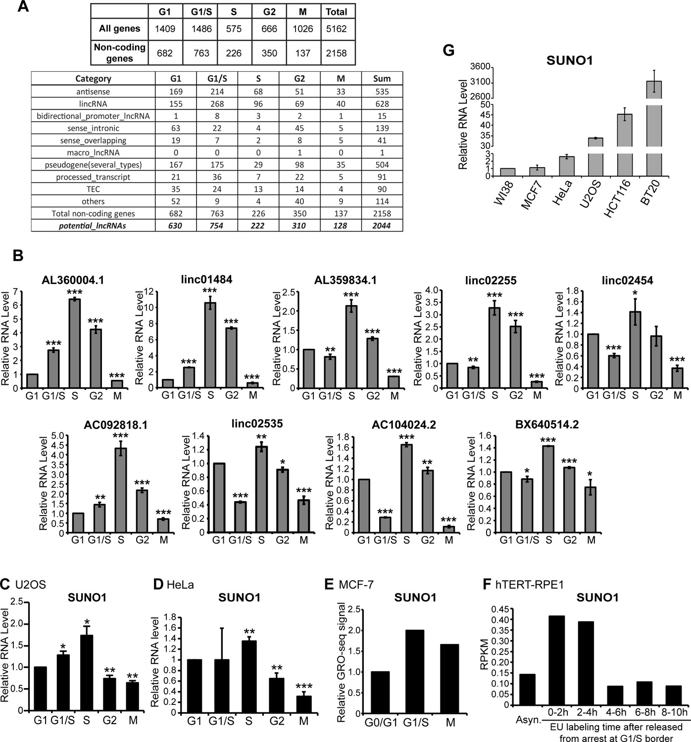 The S phase induced lncRNA SUNO1 promotes cell proliferation by