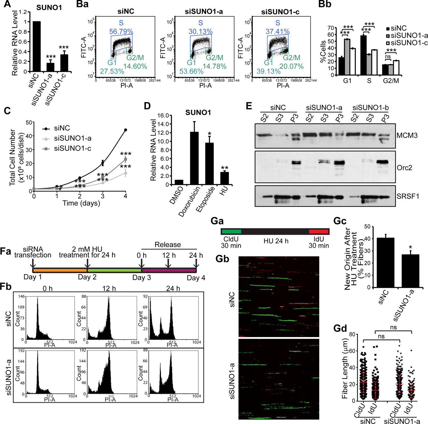 The S phase induced lncRNA SUNO1 promotes cell proliferation by