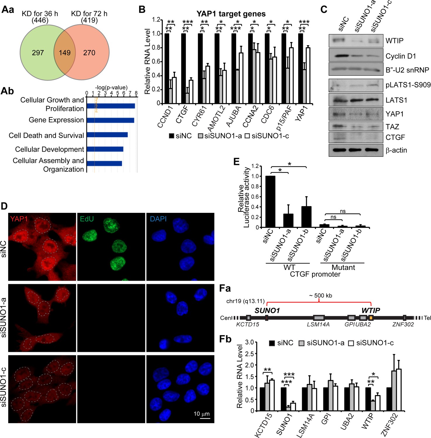 The S Phase Induced Lncrna Suno Promotes Cell Proliferation By