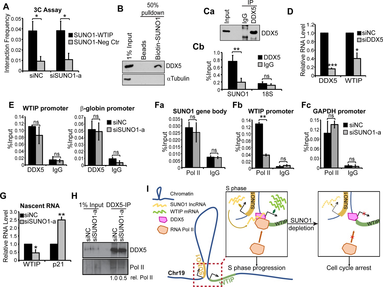 The S phase induced lncRNA SUNO1 promotes cell proliferation by