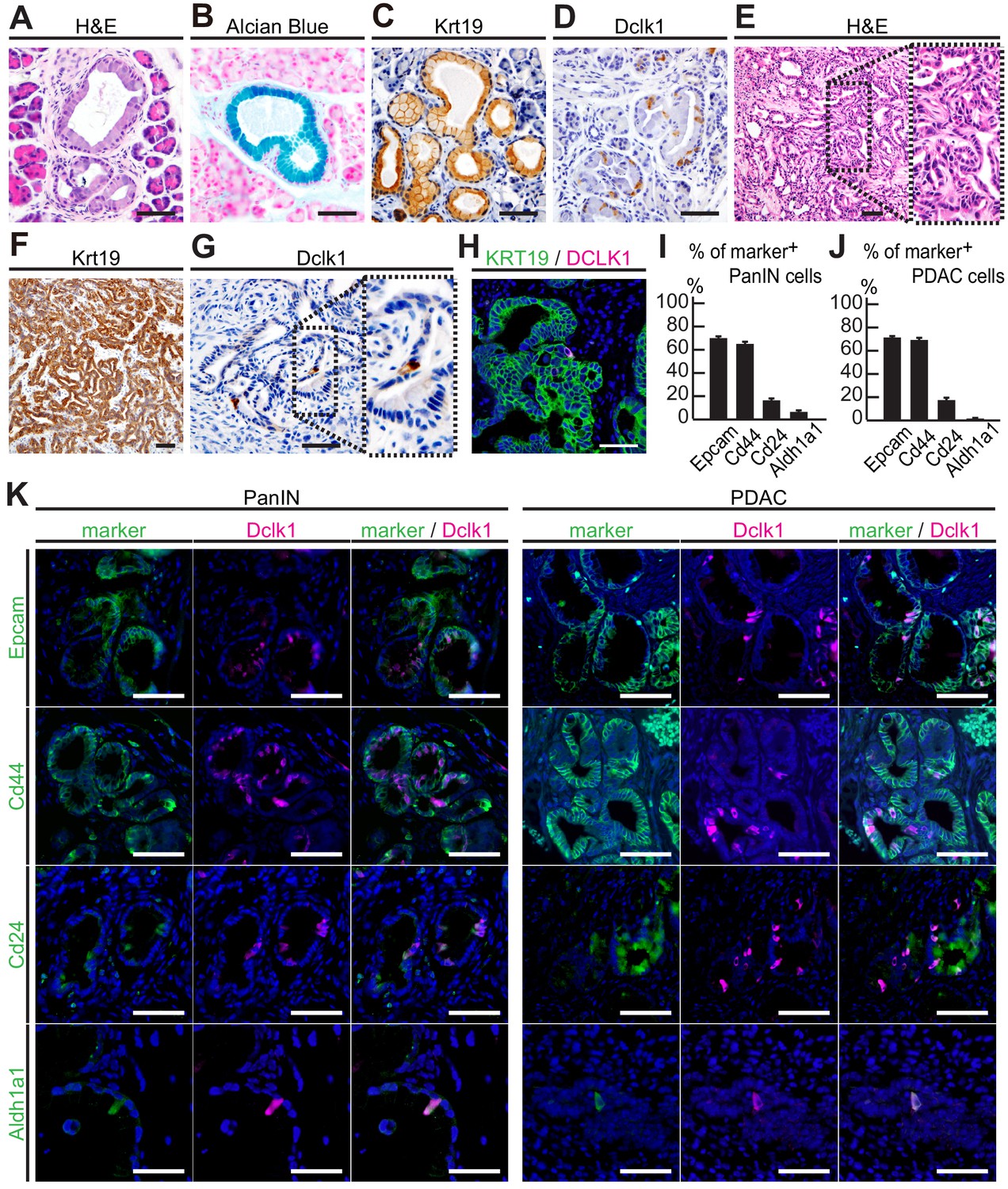 Figures And Data In Visualization Of Stem Cell Activity In Pancreatic