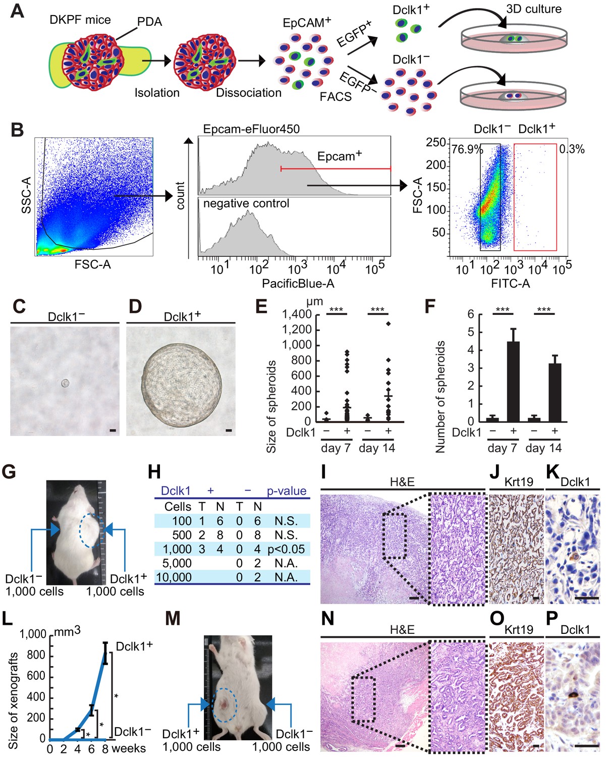 Figures And Data In Visualization Of Stem Cell Activity In Pancreatic