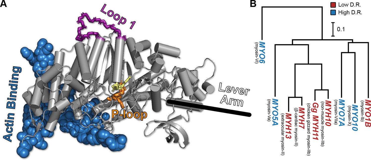 Conformational Distributions Of Isolated Myosin Motor Domains Encode Their Mechanochemical Properties Elife