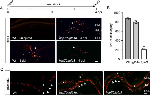 Figures And Data In Tgfb3 Collaborates With PP2A And Notch Signaling