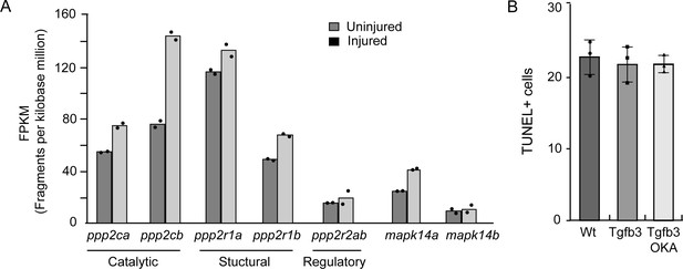 Figures And Data In Tgfb3 Collaborates With PP2A And Notch Signaling