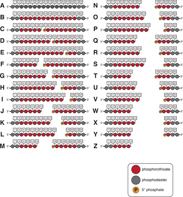 Crispr Cas12a Exploits R Loop Asymmetry To Form Double Strand Breaks Elife