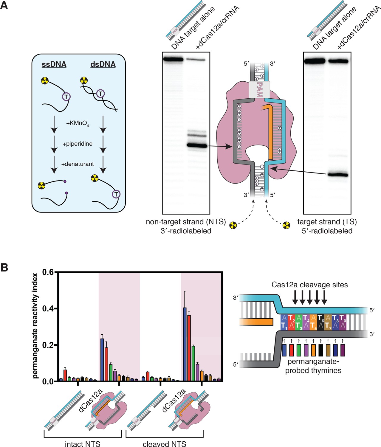 CRISPR-Cas12a induced DNA double-strand breaks are repaired by multiple  pathways with different mutation profiles in Magnaporthe oryzae