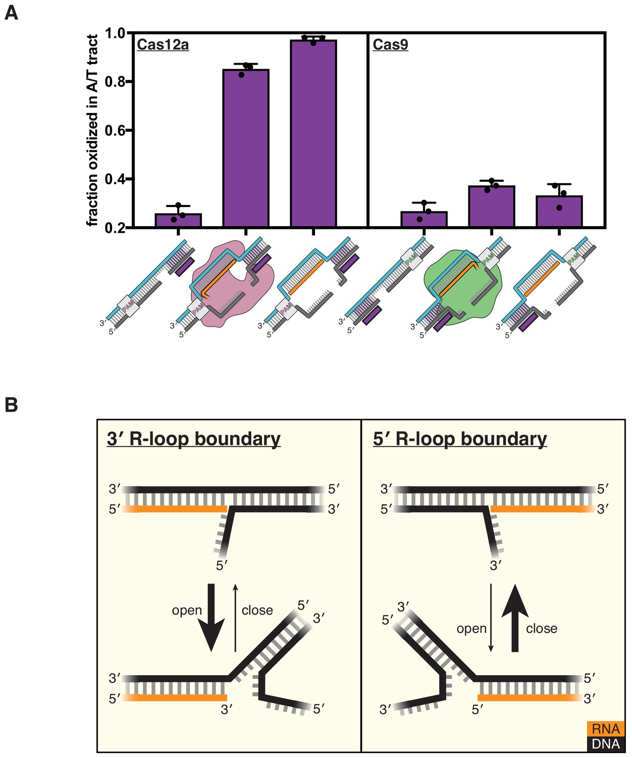 Crispr Cas12a Exploits R Loop Asymmetry To Form Double Strand Breaks Elife