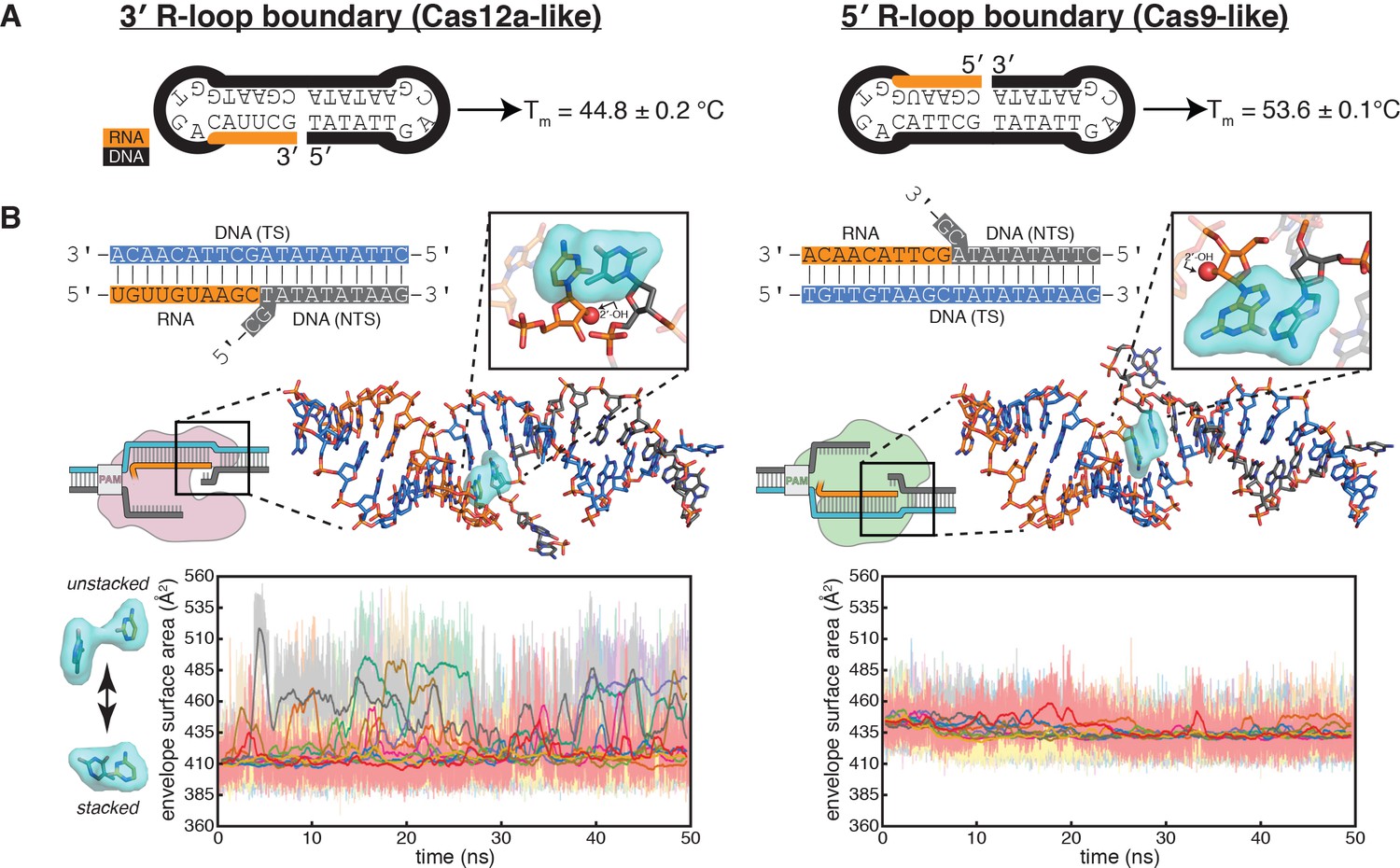 CRISPR-Cas12a exploits R-loop asymmetry to form double-strand