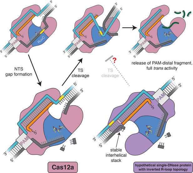 Crispr Cas12a Exploits R Loop Asymmetry To Form Double Strand Breaks Elife