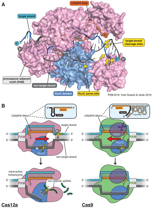 Figures And Data In CRISPR-Cas12a Exploits R-loop Asymmetry To Form ...